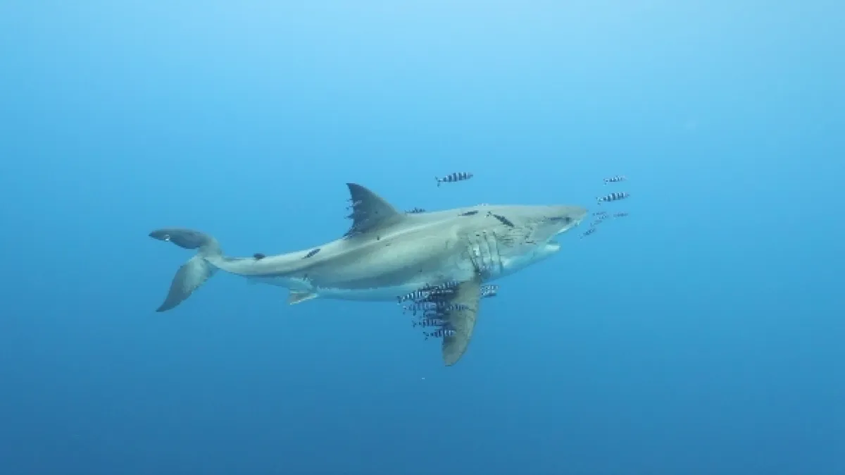 Hledá se žralok (Most Wanted Sharks), 2020 - fotogaléria
