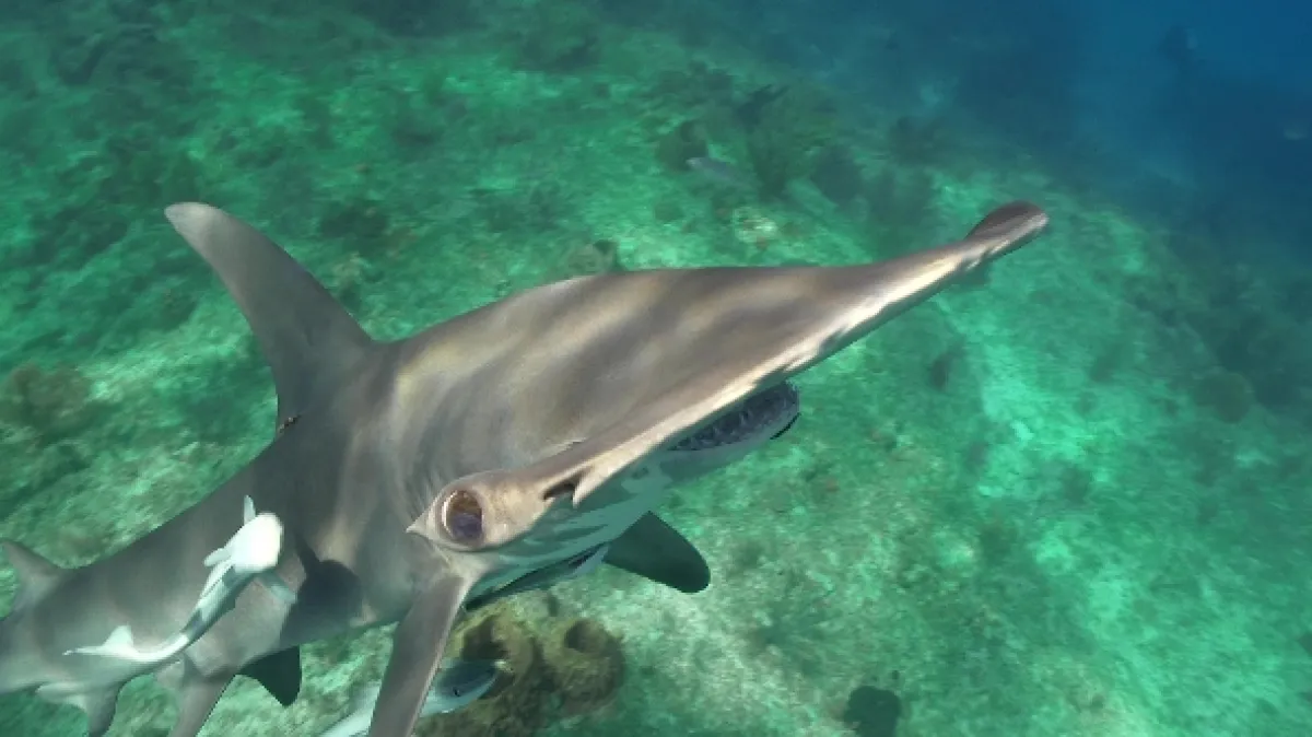 Hledá se žralok (Most Wanted Sharks), 2020 - fotogaléria