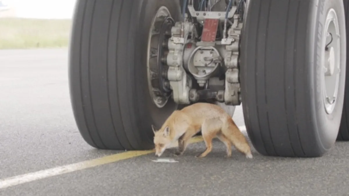 Zvířata na letišti (Les animaux de l’aeroport), 2022 - fotogaléria