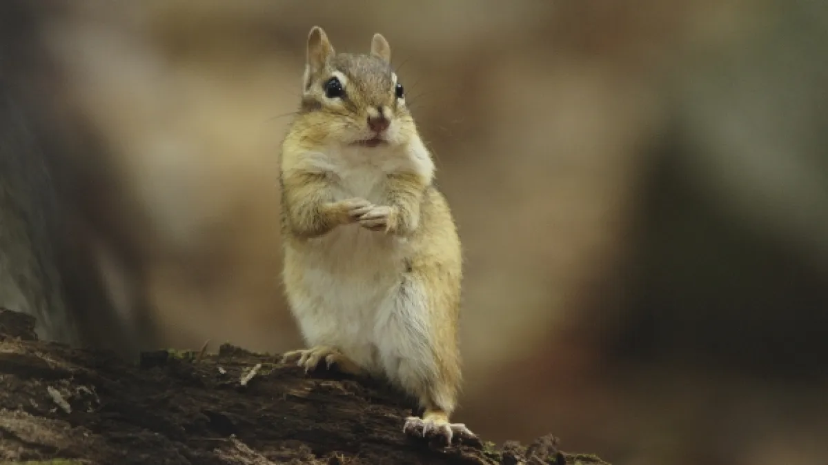 Bláznivý svet veveričiek (Going Nuts: Tales from the Squirrel World), 2019 - fotogaléria