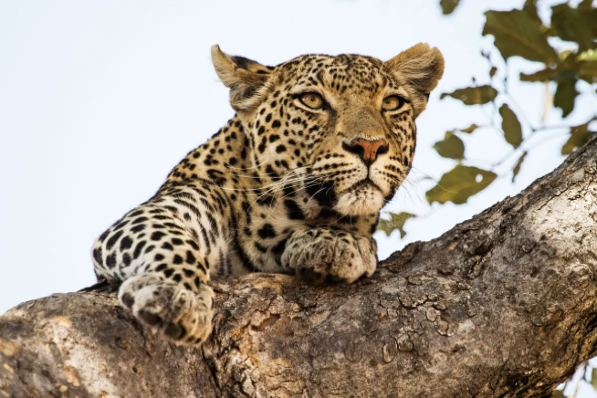 Leopard a hyena: Nečakaní spojenci (Unholy Alliance), 2020 - fotogaléria