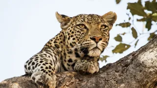 Leopard a hyena: Nečakaní spojenci