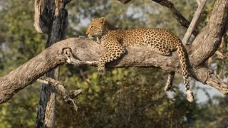 Leopard a hyena: Nečakaní spojenci