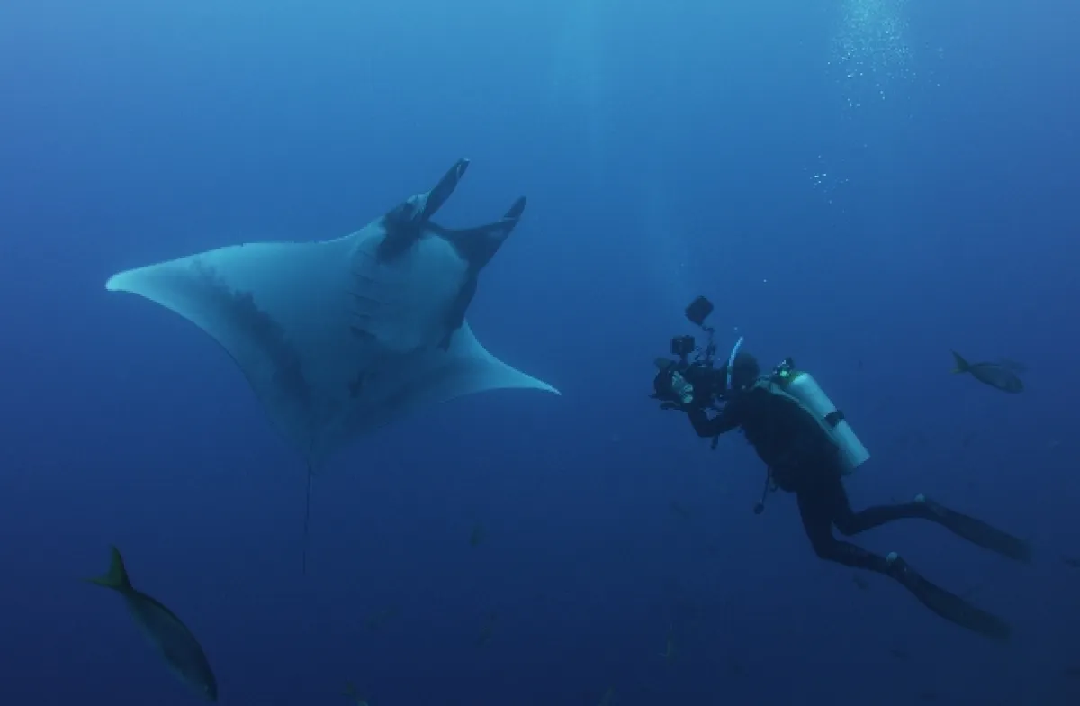 V říši manty obrovské (Alien Contact: The Other Worldly Intelligence of Giant Manta Rays), 2023 - fotogaléria