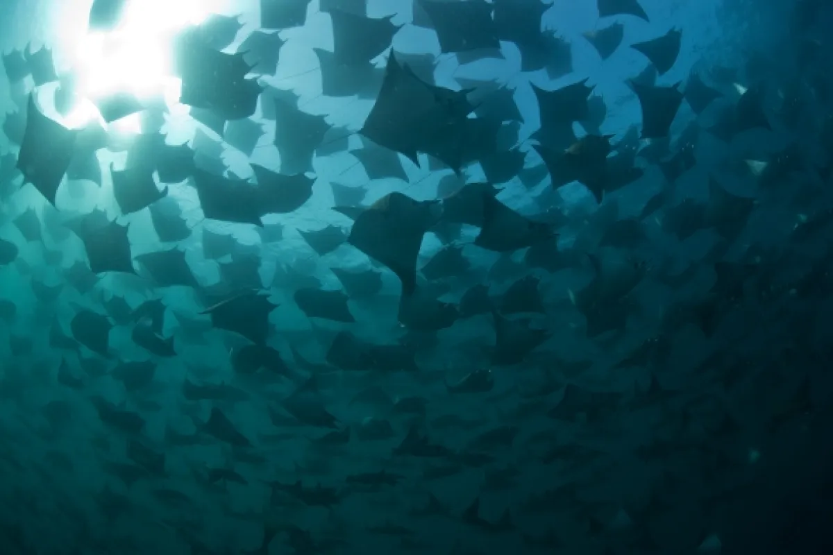 V říši manty obrovské (Alien Contact: The Other Worldly Intelligence of Giant Manta Rays), 2023 - fotogaléria