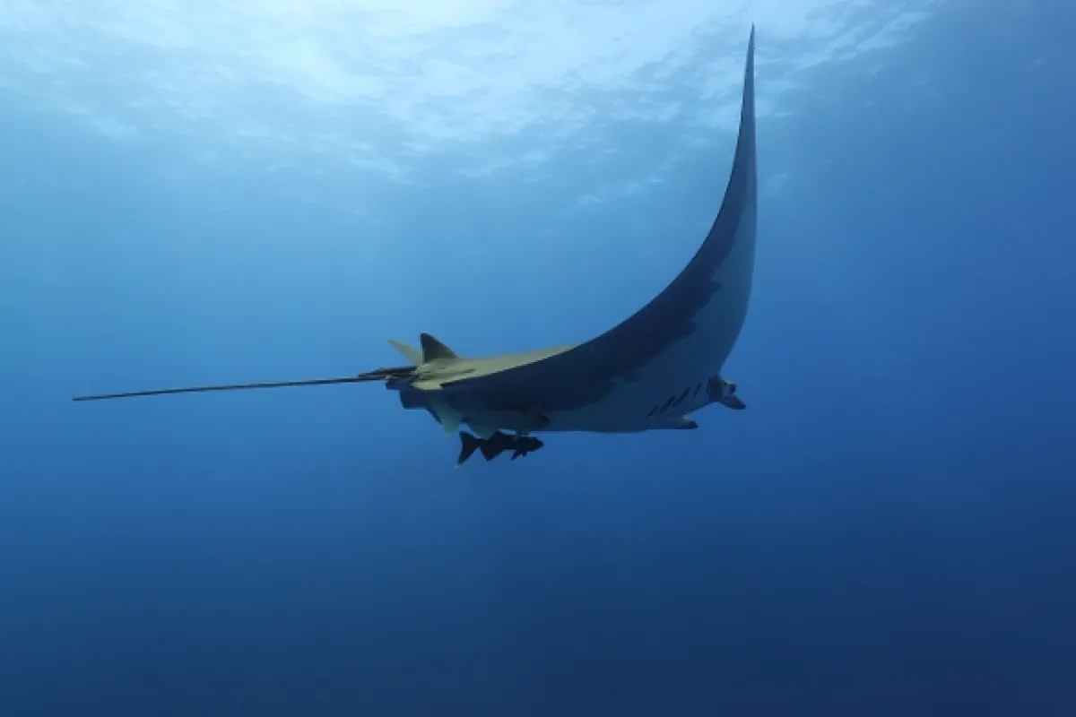 V říši manty obrovské (Alien Contact: The Other Worldly Intelligence of Giant Manta Rays), 2023 - fotogaléria