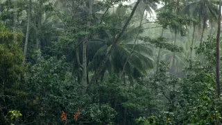 Markézy, k pramenům Polynésie