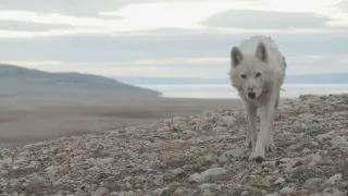 Království vlka arktického (1)