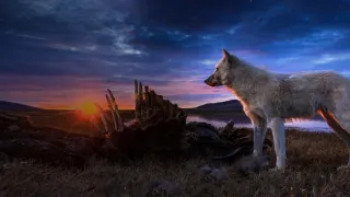 Království vlka arktického (1)