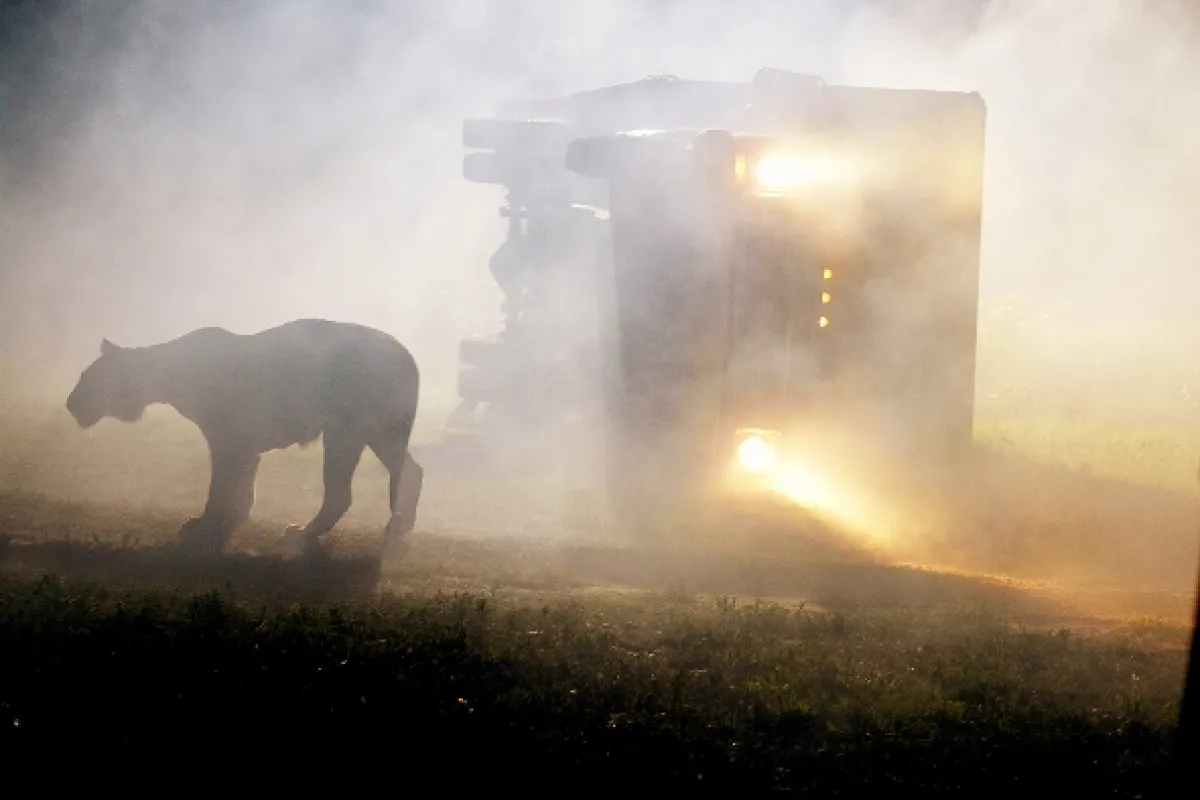 Tiger - ľudožrút útočí (Maneater), 2007 - fotogaléria