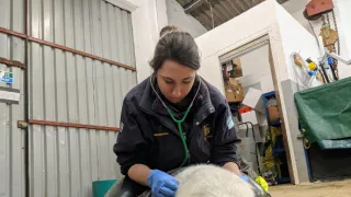 Veterinář z vysočiny (11)