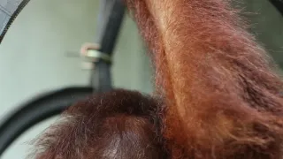 Orangutaní škola v džungli II (4)