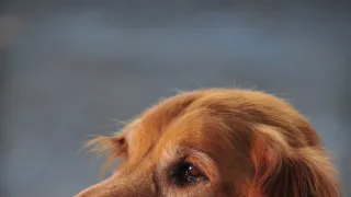 Jesse Stone: Bez výčitek