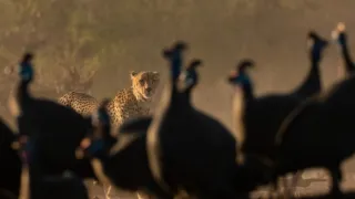 Divoké historky ze savany (3/3)
