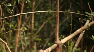 Orangutaní škola v džungli II (5)