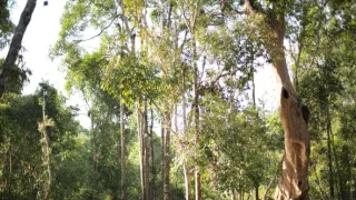 Orangutaní škola v džungli II (5)
