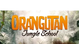 Orangutaní škola v džungli II (5)