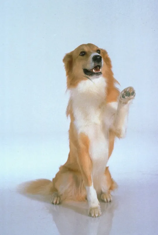 Jsem do tebe blázen (Mad About You II), 1993 - fotogaléria