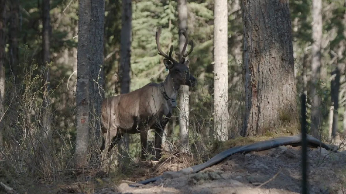 Znovuzrozená divočina Skalnatých hor: Od Yellowstonu k Yukonu - fotogaléria