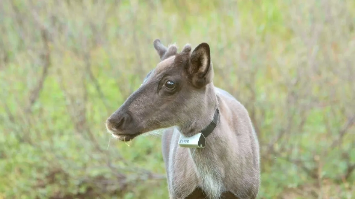 Znovuzrozená divočina Skalnatých hor: Od Yellowstonu k Yukonu - fotogaléria