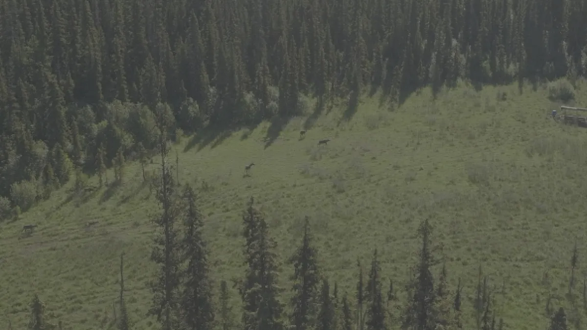 Znovuzrozená divočina Skalnatých hor: Od Yellowstonu k Yukonu - fotogaléria