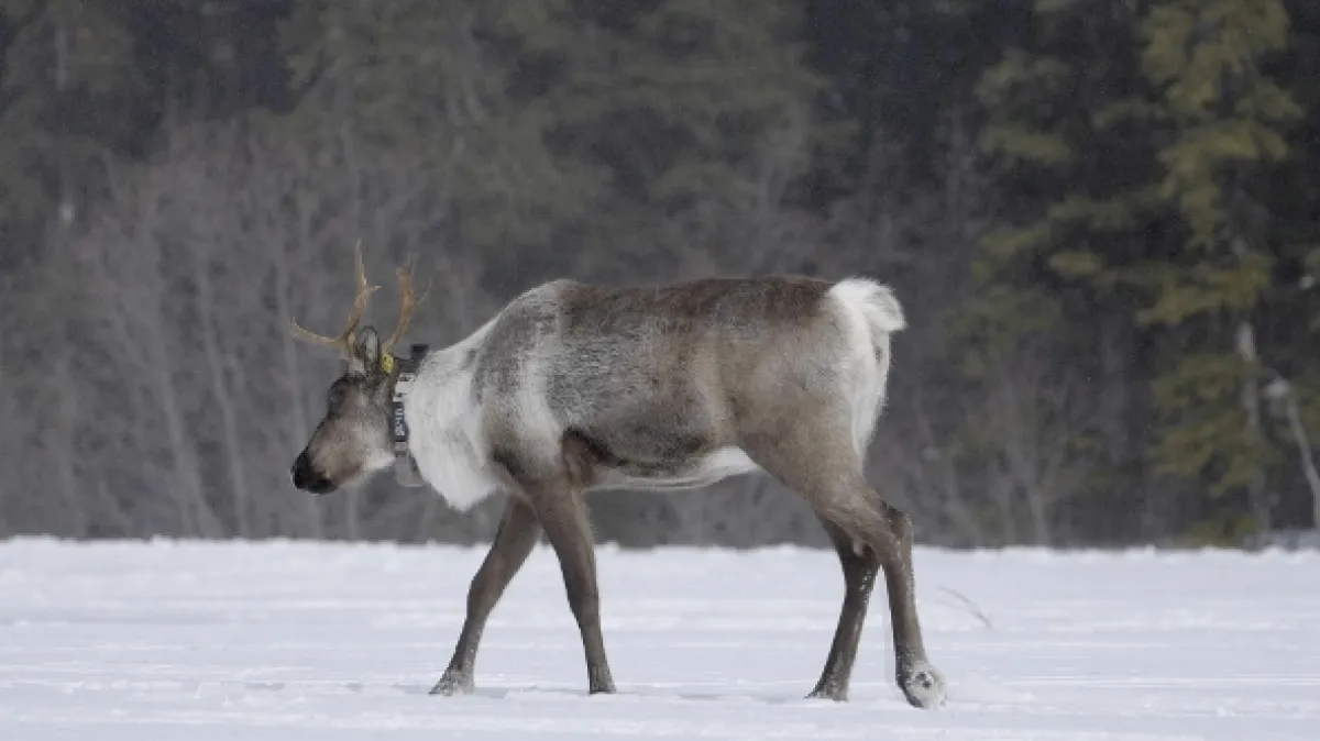 Znovuzrozená divočina Skalnatých hor: Od Yellowstonu k Yukonu - fotogaléria