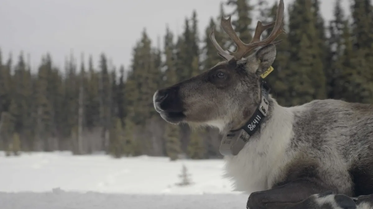 Znovuzrozená divočina Skalnatých hor: Od Yellowstonu k Yukonu - fotogaléria