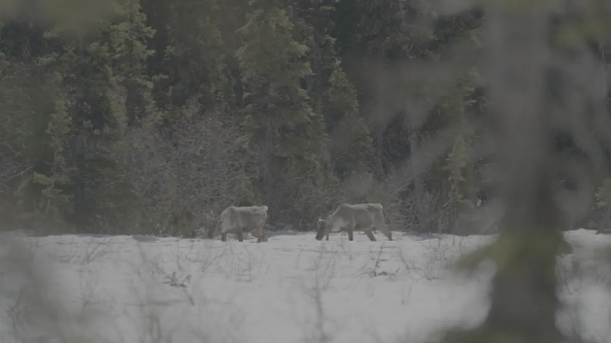 Znovuzrozená divočina Skalnatých hor: Od Yellowstonu k Yukonu - fotogaléria