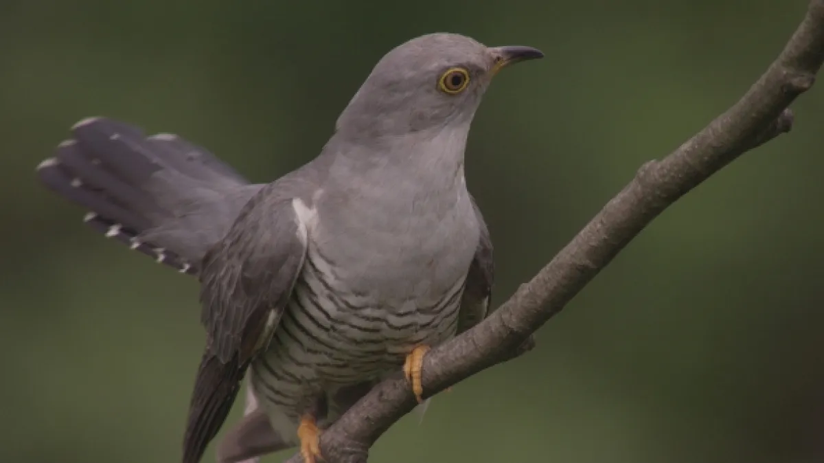 Kukačka: Vetřelec v hnízdě (Cuckoo: The Enemy in My Nest), 2017 - fotogaléria