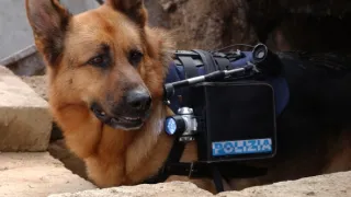 Komisár Rex: Opäť v akcii X (10)