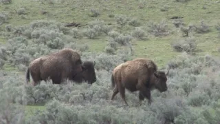 Znovuzrozená divočina Skalnatých hor: Od Yellowstonu k Yukonu (1/4)