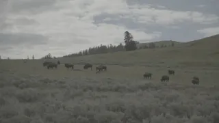 Znovuzrozená divočina Skalnatých hor: Od Yellowstonu k Yukonu (1/4)