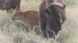 Znovuzrozená divočina Skalnatých hor: Od Yellowstonu k Yukonu (1/4)