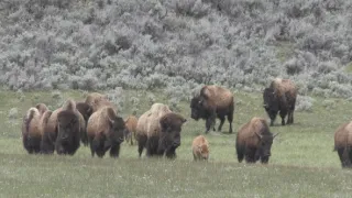 Znovuzrozená divočina Skalnatých hor: Od Yellowstonu k Yukonu (1/4)