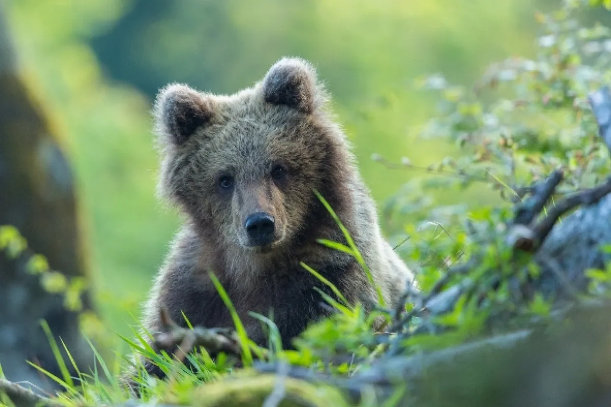Návrat medveďov (The Return of the Bears), 2020 - fotogaléria