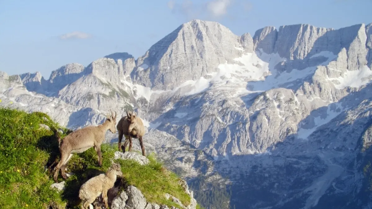 Slovinsko: Nedotčená příroda (Slovenia: Where Nature Goes), 2022 - fotogaléria