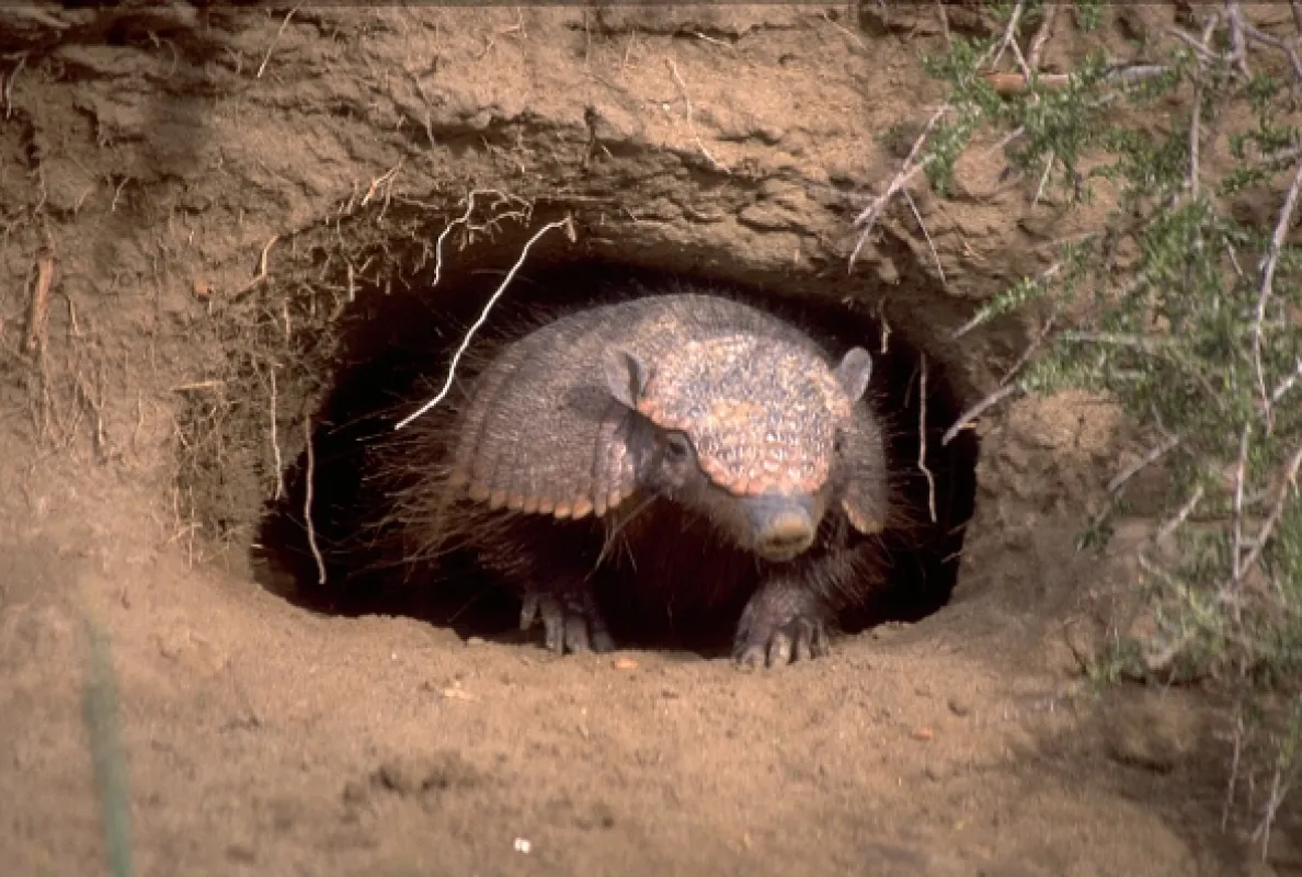 David Attenborough: Život savců, 2002 - fotogaléria