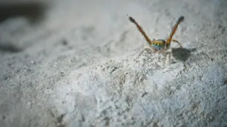 O sítích a křídlech (1)