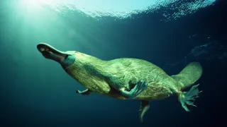 David Attenborough: Život savců (3)