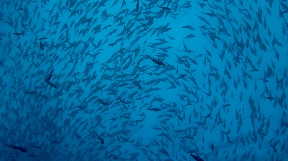 V obkľúčení: Žraloky z ostrova Ascension (Under Siege: The Sharks of Ascension Island), 2020 - fotogaléria