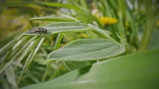 O sítích a křídlech (2)