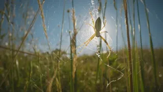 O sítích a křídlech (2)