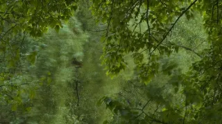 Rýnské putování (2)