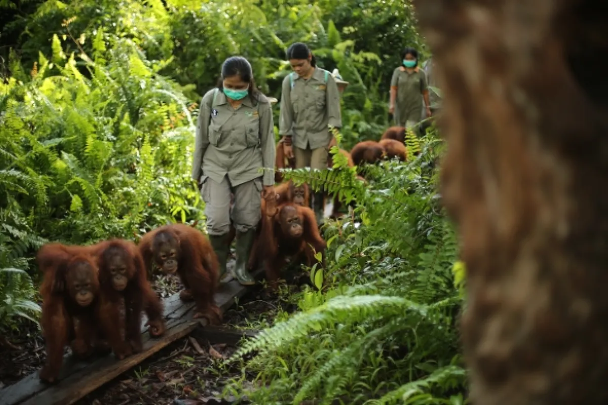 Orangutaní škola v džungli, 2019 - fotogaléria