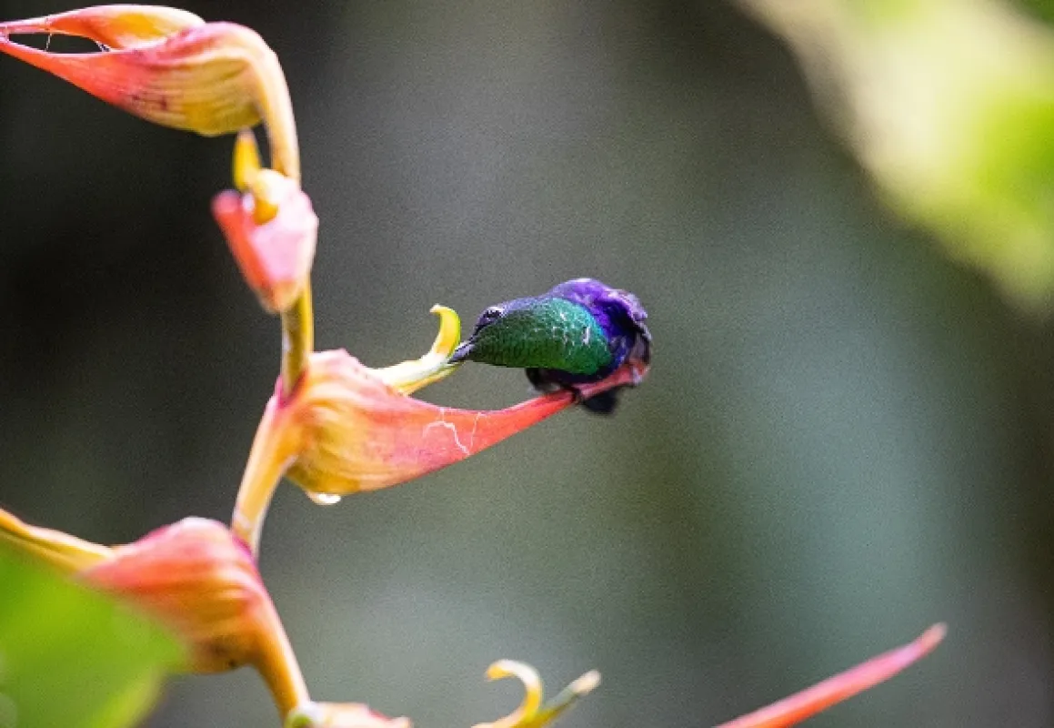 Létající drahokamy (The Hummingbird Effect), 2023 - fotogaléria