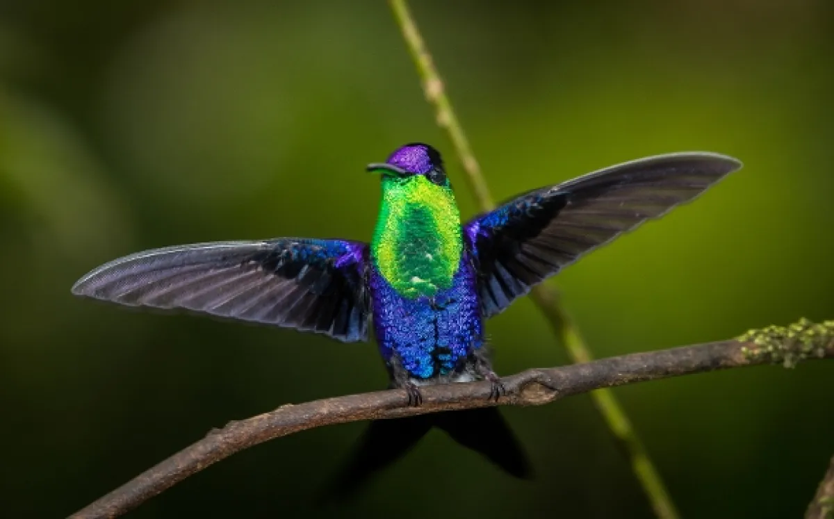 Létající drahokamy (The Hummingbird Effect), 2023 - fotogaléria