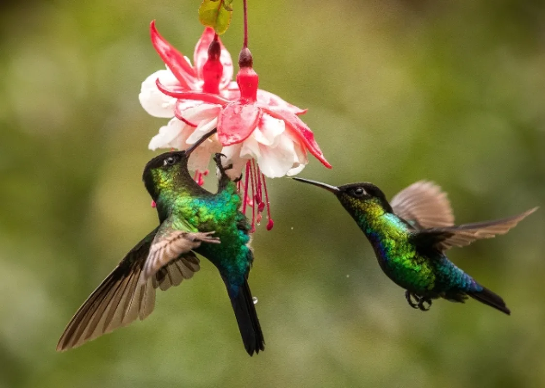 Létající drahokamy (The Hummingbird Effect), 2023 - fotogaléria