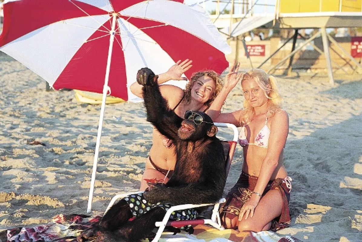 Opičí agent (Funky Monkey), 2003 - fotogaléria