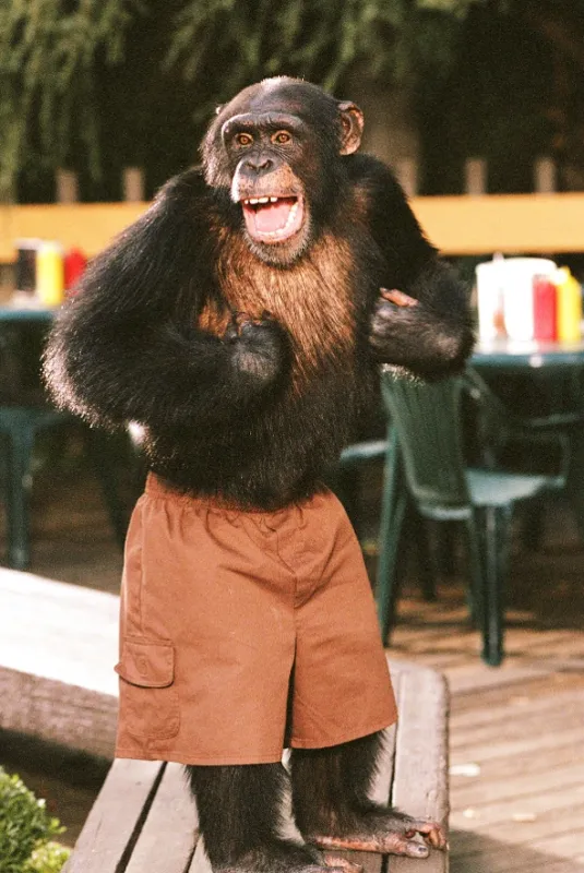 Opičí agent (Funky Monkey), 2003 - fotogaléria