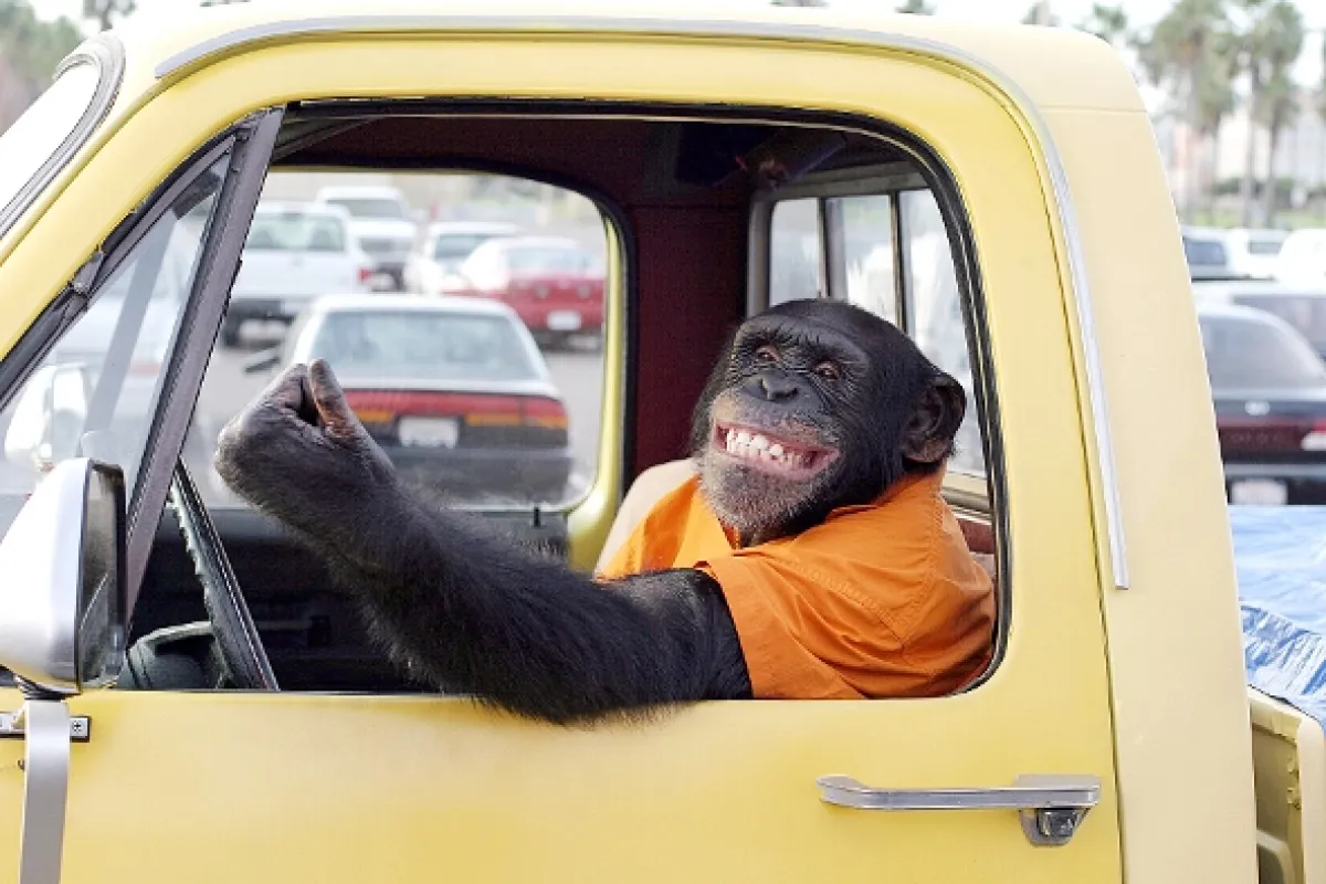 Opičí agent (Funky Monkey), 2003 - fotogaléria